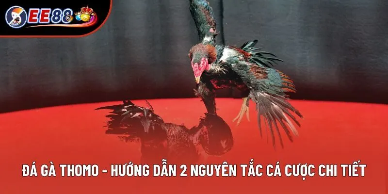 Đá Gà Thomo - Hướng Dẫn 2 Nguyên Tắc Cá Cược Chi Tiết