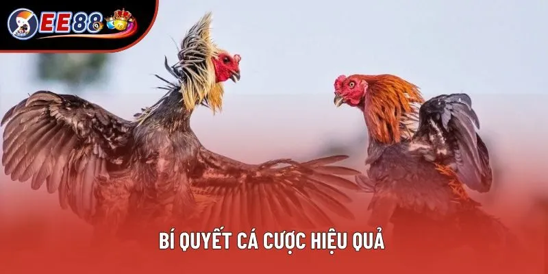 Bí quyết cá cược hiệu quả