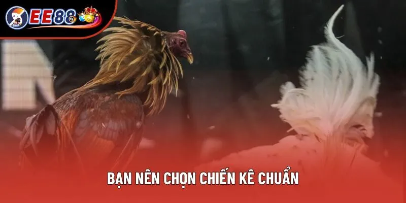 Bạn nên chọn chiến kê chuẩn Bạn nên chọn chiến kê chuẩn