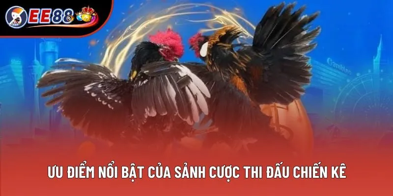 Ưu điểm nổi bật của sảnh cược thi đấu chiến kê